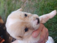 Yeni sahibini arıyor yavru köpekler