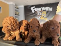 shoooowwww kalite toy poodle yavrular ankara mağazamızda 