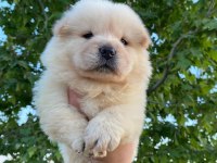 Ayı surat Chow Chow yavrularım