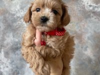 Evinizin yeni mimik üyesi maltipoo yavrularımız mevcut