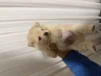 Pomeranian boo erkek yavrularımız 1.5 aylık
