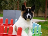 %100 Akita  Inu Yavruları  Üst kalite