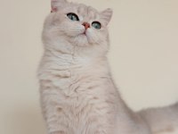 Şecereli golden erkek british shorthair kedime eş arıyorum