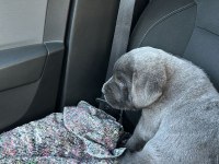Cane Corso yavrumuz
