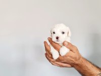 Minik yavrular maltese terrier