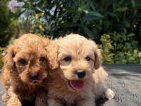 SEVGIYLE BUYUYEN MALTİPOO YAVRULARIMIZ