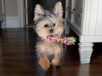 Çok sosyal birbirinden sevecen yorkshire terrier yavrular