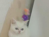 Mutluluk british shorthair dağıtıyoruz