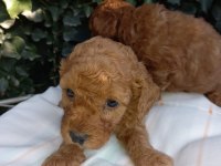 En tatlı poodle cinsi yavrularımız