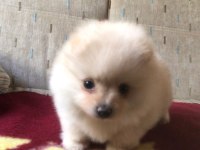 Orjinal Kendi Dişi Yavrumuz Pomeranian