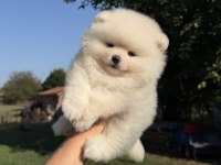 KARTOPU GİBİ AYICIK POMERANİAN BOO