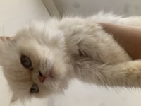 İran kedisi kızımız bella