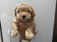 Anne maltipoo baba toy poodle