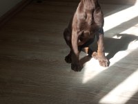 DOBERMAN KIZIL YAVRU