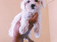45 günlük minyatür maltese terrier bebekler