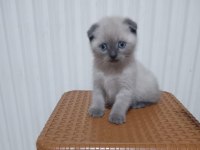 2 aylık erkek blue point safkan scottish straight yavrular