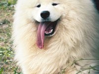 KIF/FCI ŞECERELİ SAMOYED YAVRULAR