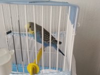 Muhabbet kuşu 2 yaşında