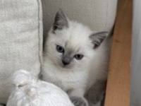 British Shorthair 55 Günlük Erkek