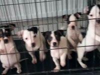 Jack russell kısa bacak 60 günlükler