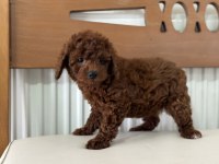 Petmode köpek çiftliğinden ziyarete açık toy poodle
