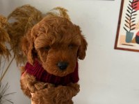 Minnacık toy boy poodle Kuzularım ev doğumlu