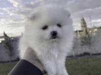 Pomeranian Boo Beyaz