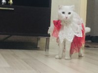 Scottish fold kedimize eş arıyoruz