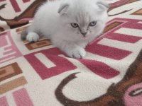 Scottish Fold Blue Point