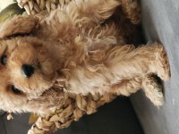 Veteriner teknikerinden sevimli toy poodle