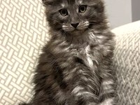 Wcf Üyesi Grand Design Catteryden Black Smoke Maine Coon