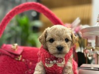 Yeni gelen maltipoo bebeklerimiz