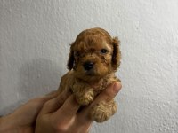 Toy Poodle Yavrular Irk Sağlık Garantili
