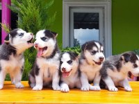 HUSKY SİBİRYA KURDU
