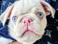 Beyaz Albino 6 Aylık Karneli Aşılı Pug