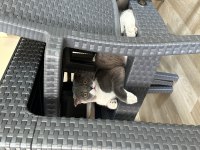 Scottish Fold