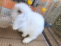 HOLLANDA TEDDY LOP TAVŞANI DİŞİ VE ERKEK