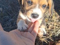 Safkan Beagle Yavruları