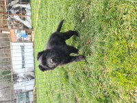 Black Solid Alman Çoban Köpeği Yavruları Akkuş Üretim