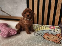 Ruhsatlı Köpek Çiftliğinden Toypoodle Yavrularımız