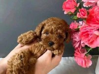 Toy Poodle Minik Yavrular