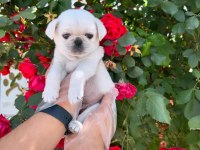 ORİJİNAL ÖZEL RENK PUG MOPS BEBEKLER