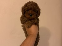 Kore Kan Poodle Yavrularımız