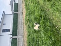 Pug mix dişi