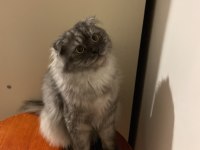 1 yaşında erkek scottish fold
