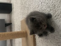 3 erkek british shorthair 13 mart doğumlu