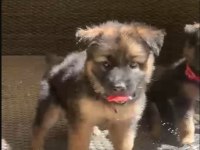 Orjinal alman çoban köpeği yavrusu