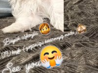 Sahiplendirilecek 4,5 aylık köpeğimiz