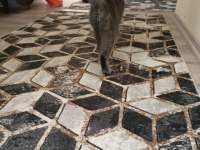 British shorthair 2 yaşında