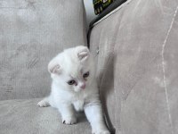 2 aylık yavru kedilerimiz sahiplendirilecek